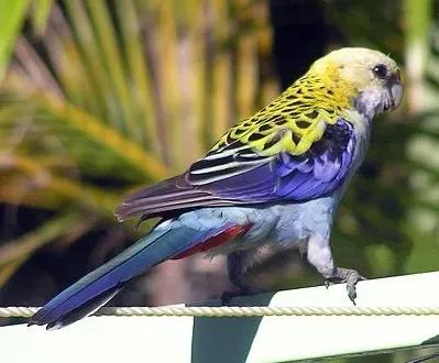 File:Pale-headed Rosella (Platycercus adscitus)2-4c.jpg