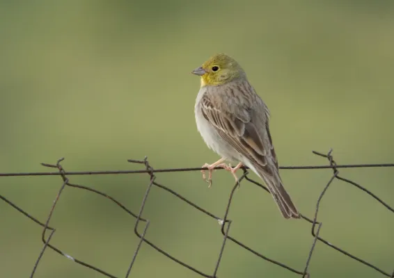 File:Cinereous Bunting (Emberiza cineracea), Lesvos, Greece, 17.04.2015 (17284201896).jpg