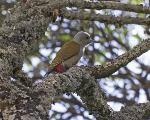 File:Gray-headed Woodpecker (Dendropicos spodocephalus) (16292485246).jpg