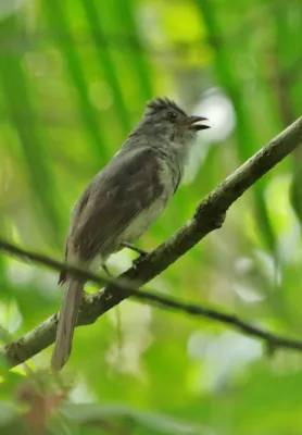 File:Screaming piha (Lipaugus vociferans) (16860813242).jpg