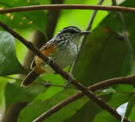 File:Guianan warbling antbird (Hypocnemis cantator) 2 Iwokrama march 2015 (16853610846).jpg