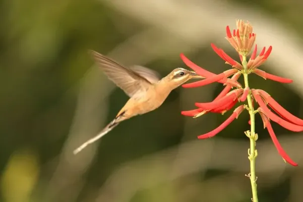 File:Phaethornis pretrei.jpg