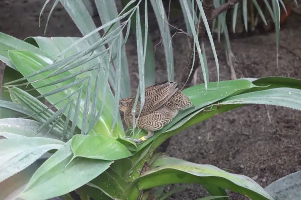 File:Margaroperdix madagarensis - zoo de Vincennes 01.JPG