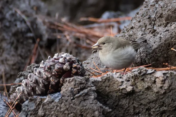 File:Female blue chaffinch (Fringilla teydea).jpg