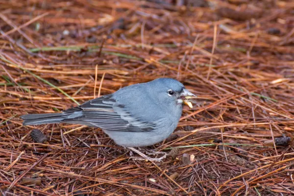 File:Male blue chaffinch (Fringilla teydea).jpg