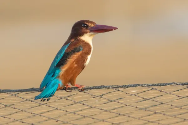 File:Halcyon smyrnensis, Israel.jpg