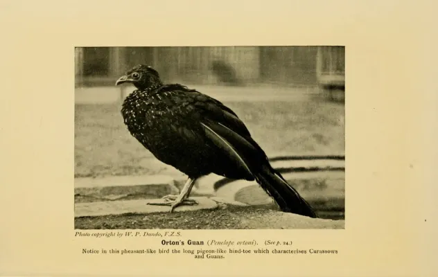 File:Orton's Guan (Penelope ortoni).jpg