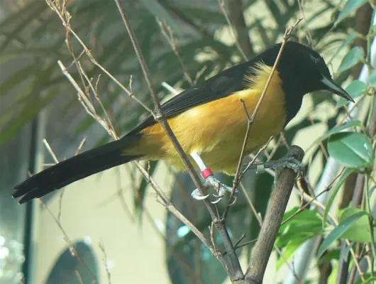 File:Icterus oberi.jpg