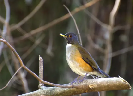 File:Turdus albicollis.jpg