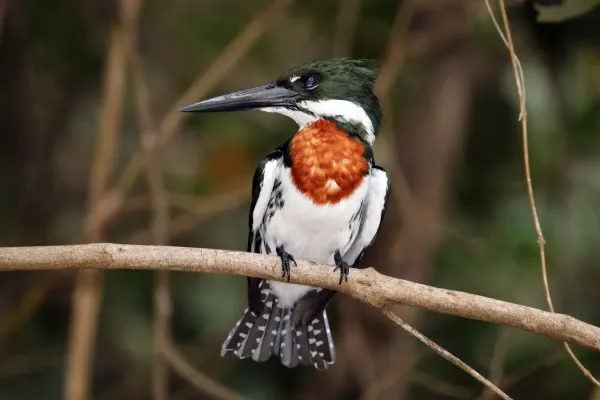 File:Amazon kingfisher (Chloroceryle amazona) male.jpg