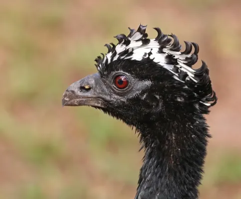 File:Bare-faced curassow (Crax fasciolata) female head.JPG