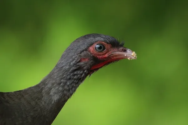 File:Chaco chachalaca (Ortalis canicollis pantanalensis) head.JPG