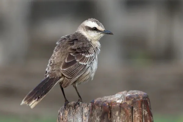 File:Chalk-browed Mockingbird (Mimus saturninus), Pantanal, Brazil.jpg