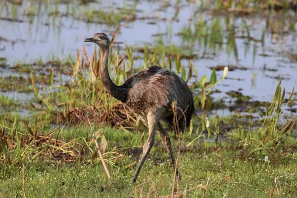 File:Greater rhea (Rhea americana).JPG