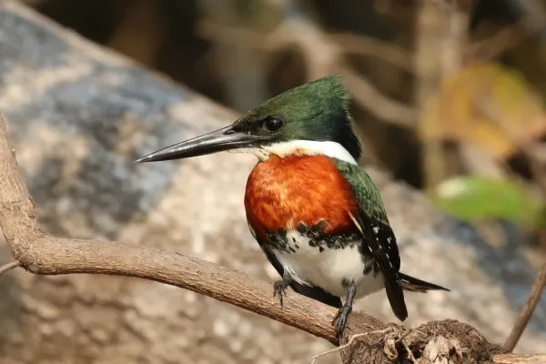 File:Green kingfisher (Chloroceryle americana mathewsii) male.jpg