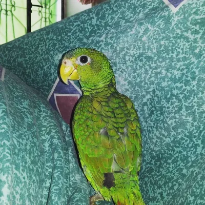 File:Amazona xantholora.jpg