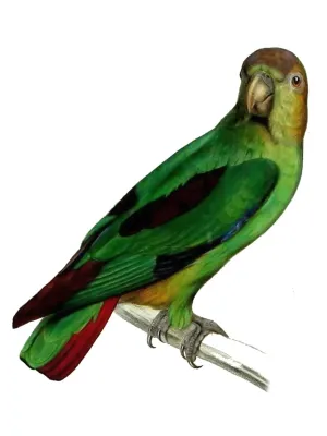 File:Touit purpuratus.jpg