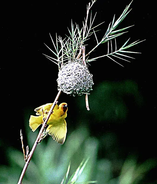 File:Ploceus subaureus (21268393339).jpg