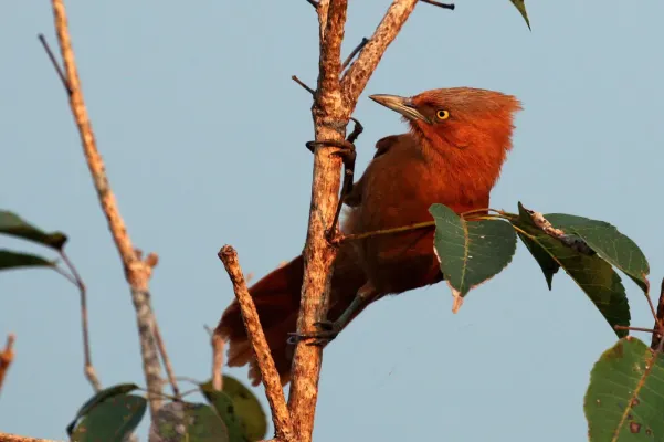 File:Grey-chested cacholote (Pseudoseisura unirufa).JPG