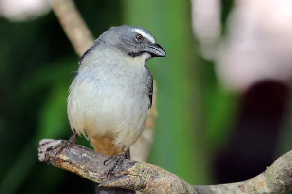 File:Greyish saltator (Saltator coerulescens).JPG