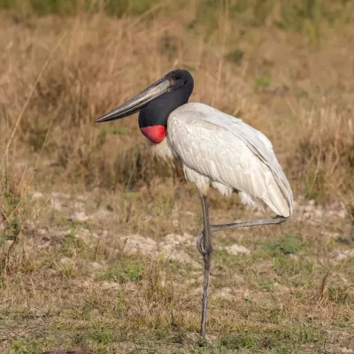 File:Jabiru (Jabiru mycteria) 2.JPG