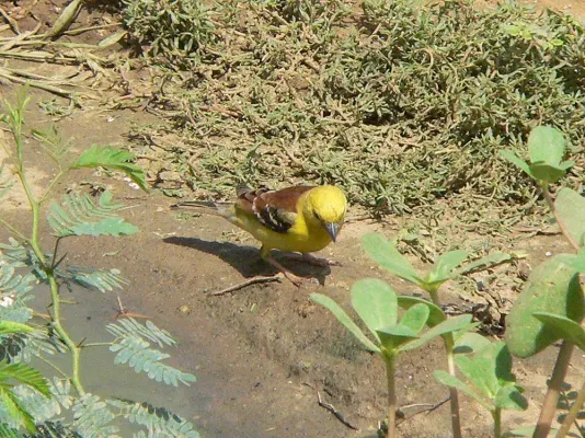 File:Passer luteus Red Sea Sudan.jpg