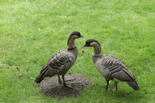 File:Branta sandvicensis (Bernache néné) - 465.jpg