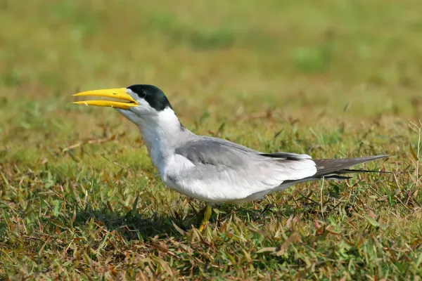 File:Large-billed Tern (Phaetusa simplex), Pantanal, Brazil.jpg
