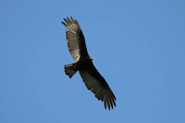 File:Lesser yellow-headed vulture (Cathartes burrovianus) in flight.JPG