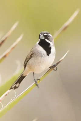 File:Black-throated sparrow (Amphispiza bilineata) (16750828608).jpg