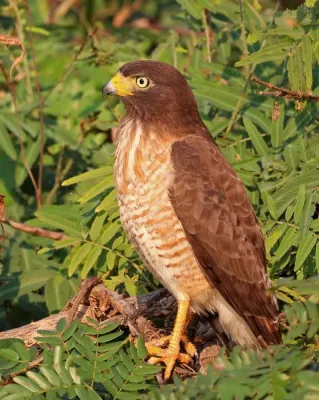 File:Roadside hawk (Rupornis magnirostris) immature 2.jpg