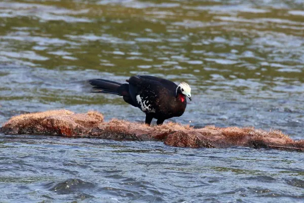File:Red-throated piping guan (Pipile cujubi).JPG