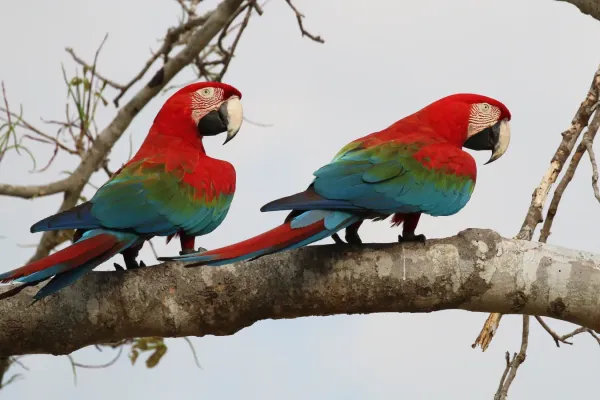 File:Red-and-green macaws (Ara chloropterus).JPG