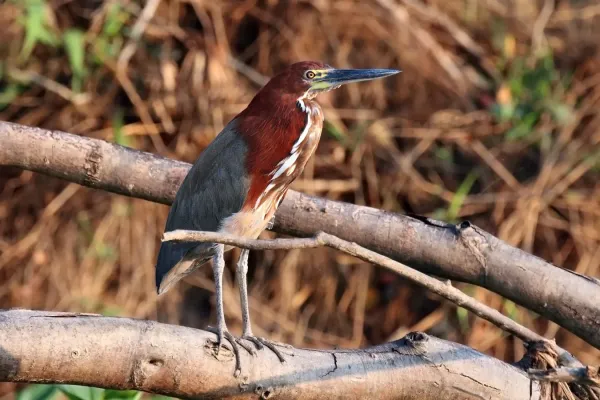 File:Rufescent tiger heron (Tigrisoma lineatum).JPG