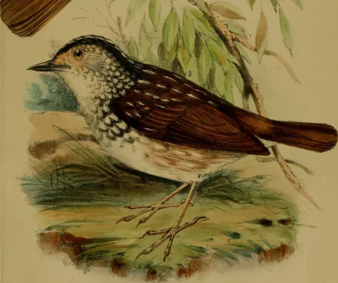 File:Kenopia striata - Annali del Museo civico di storia naturale di Genova (1874) (18222903488) (cropped).jpg