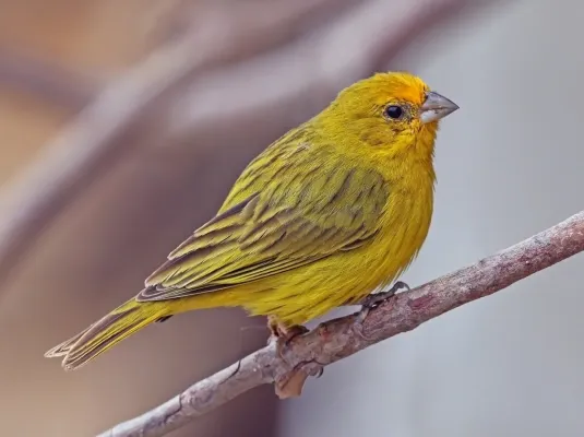 File:Saffron finch (Sicalis flaveola) male.JPG