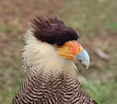 File:Southern crested caracara (Caracara plancus) head adult.JPG
