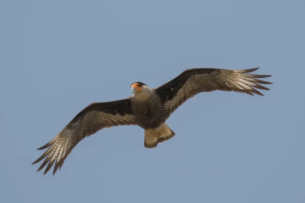 File:Southern crested caracara (Caracara plancus) in flight.JPG