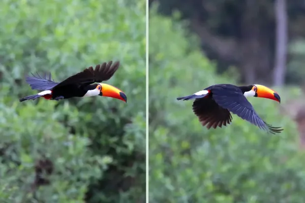 File:Toco toucan (Ramphastos toco) in flight composite.jpg
