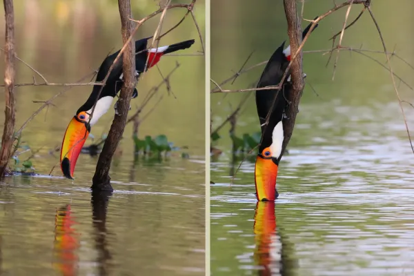 File:Toco toucan (Ramphastos toco) drinking composite.jpg