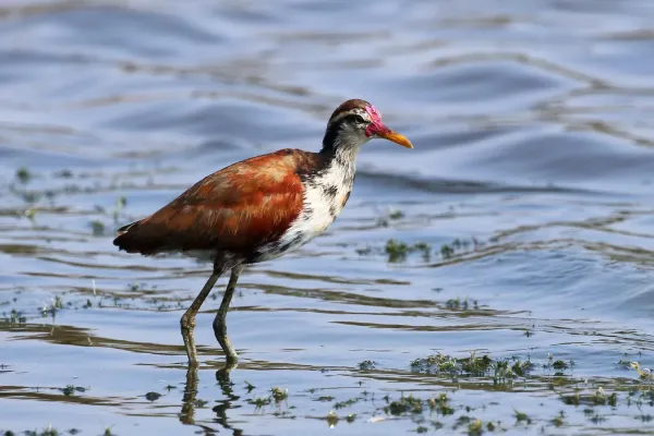File:Wattled jacana (Jacana jacana) immature.JPG