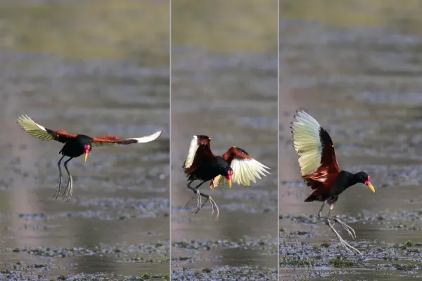 File:Wattled jacana (Jacana jacana) alighting composite.jpg