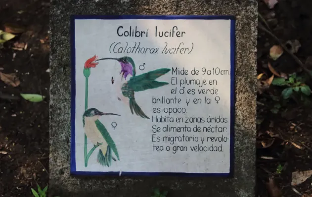 File:Calothorax lucifer..JPG