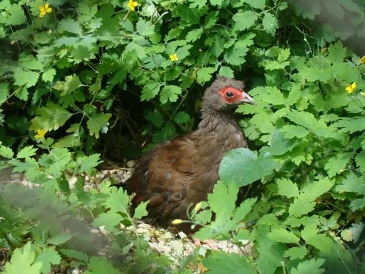File:Lophura edwardsi.JPG