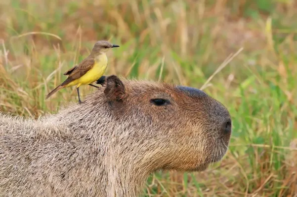 File:Cattle tyrant (Machetornis rixosa) on Capybara.jpg