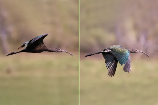 File:White-faced ibis (Plegadis chihi) immature in flight composite.jpg