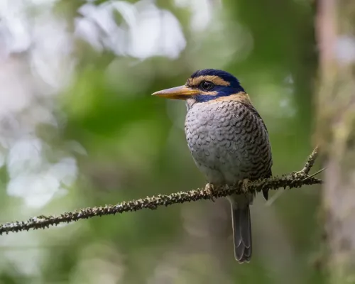 File:Actenoides princeps, Minahasa Mountain, North Sulawesi.jpg