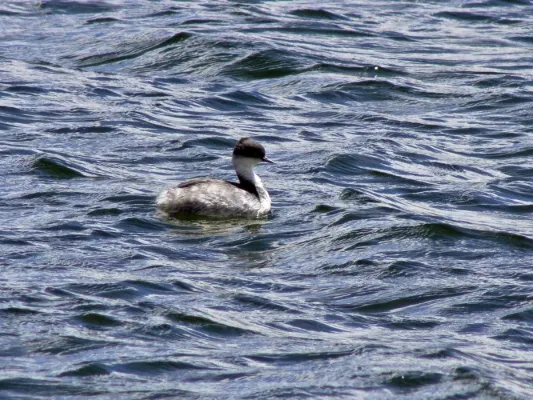 File:Podiceps occipitalis.jpg