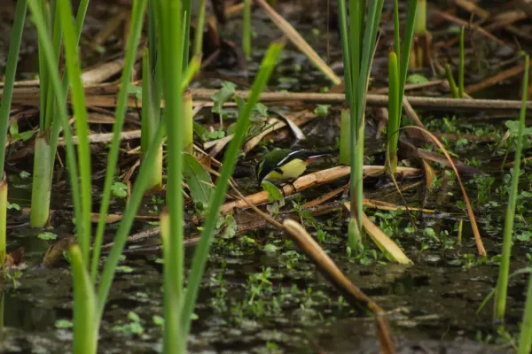 File:Tachuris rubrigastra 5.jpg