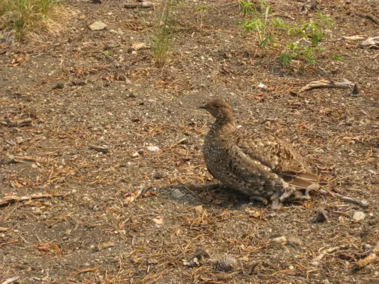 File:Sooty Grouse- Dendragapus fuliginosus (9403830978).jpg